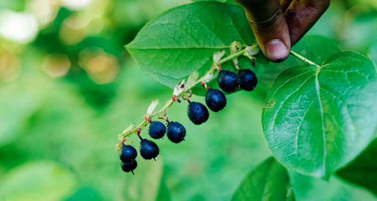 Comment préparer des liqueurs de baies sauvages